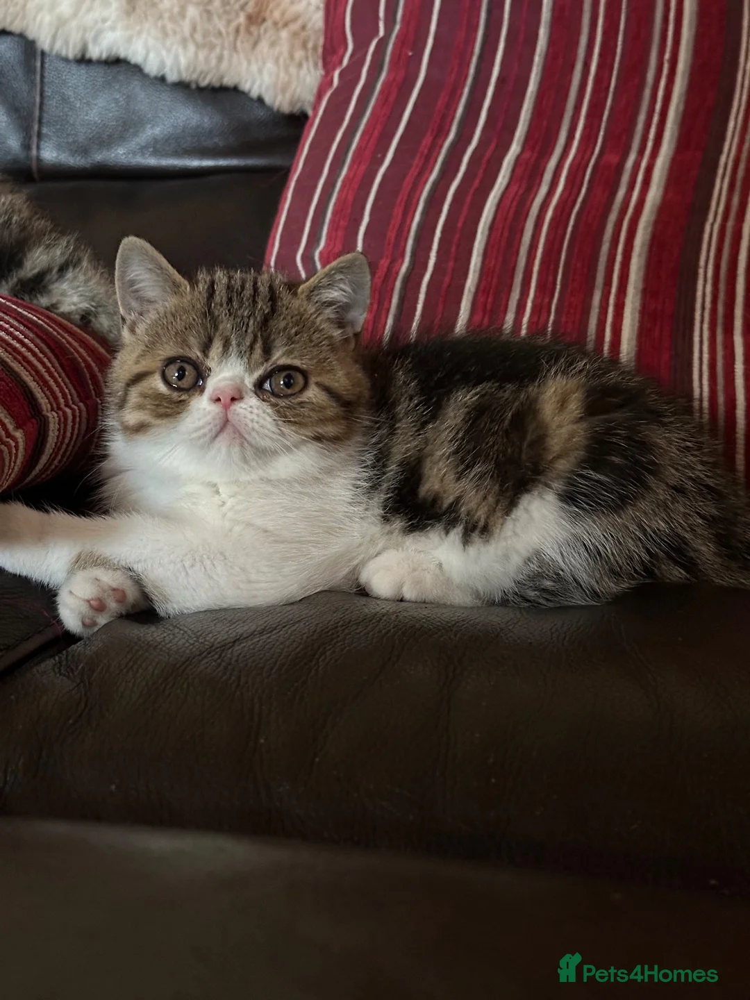 Exotic cats for sale: Hello my name is Agnus - Advert 14