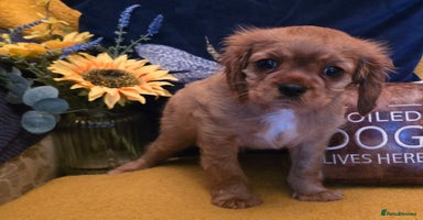 Cavalier King Charles Spaniel dogs Cavalier  King Charles Puppies - Advert 4