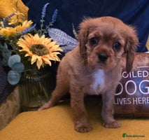 Cavalier King Charles Spaniel dogs Cavalier King Charles Puppies - Advert 4