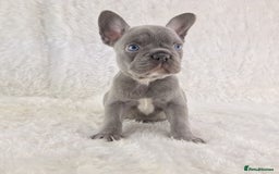 French Bulldog dogs for sale: Top Quality Lilac Girl Ready Now - Image 3