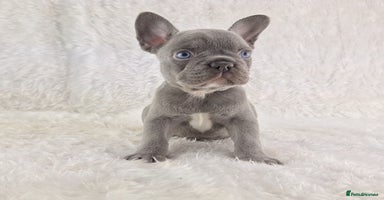 French Bulldog dogs - Advert 1