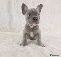 French Bulldog dogs - Advert 1