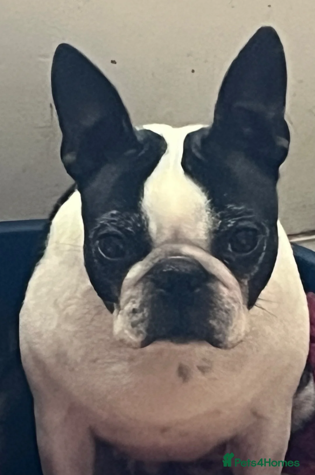 Boston Terrier dogs for sale: Boston Terrier Girl - Advert 2
