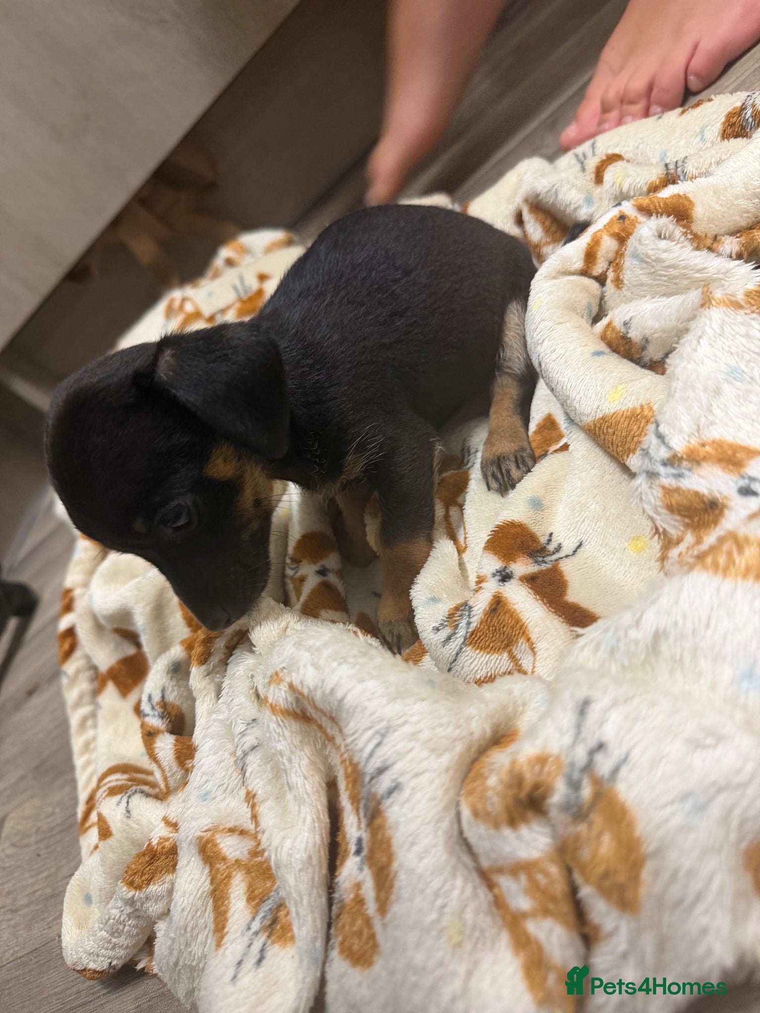 Dachshund dogs Dachshund  - Advert 2