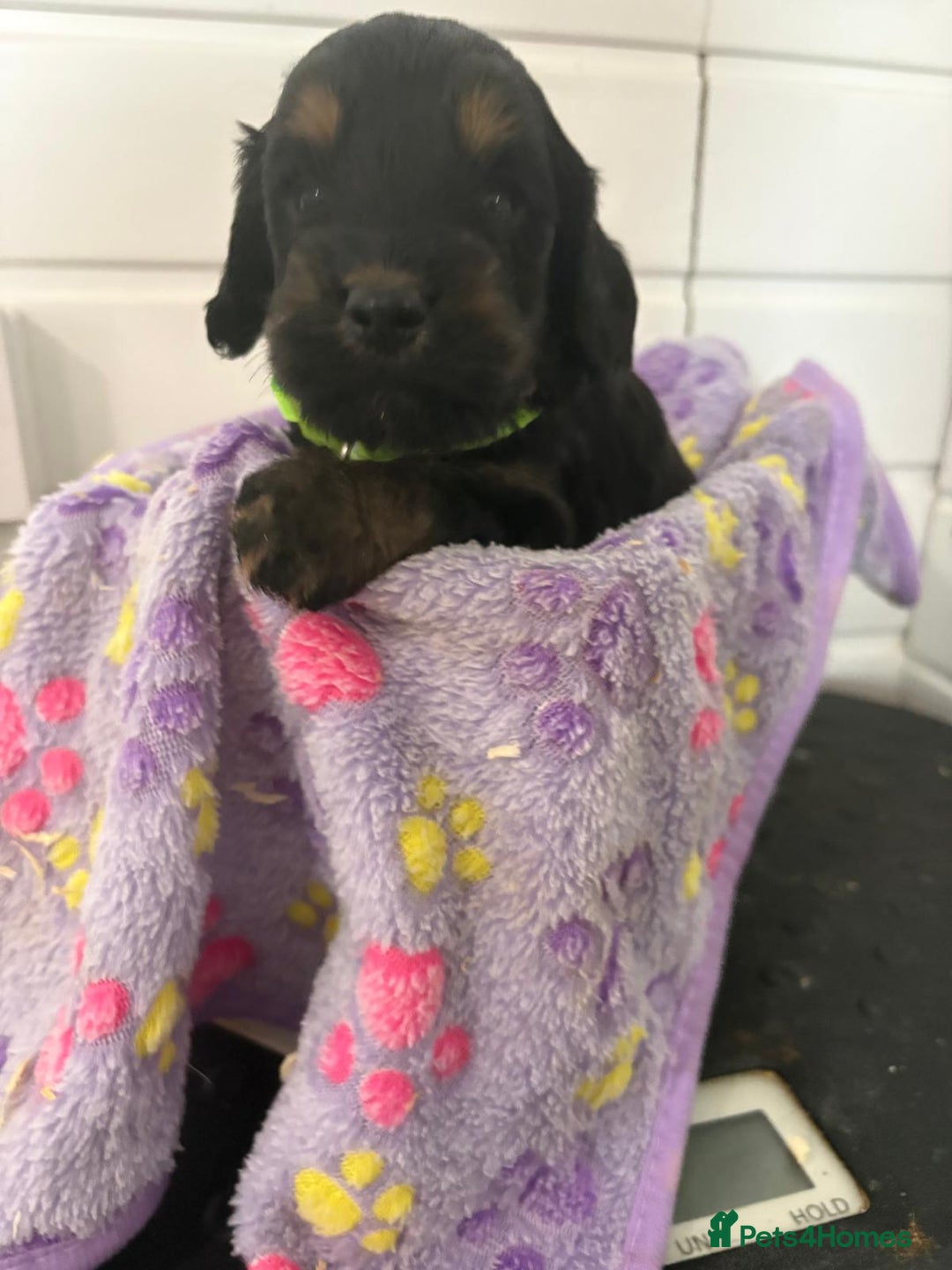 Cockapoo dogs for sale: 5 cockapoo puppy ready 13nov  - Image 25