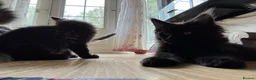 Maine Coon cats for sale: Purebred Maine Coon Kittens in Lisburn - Advert 7