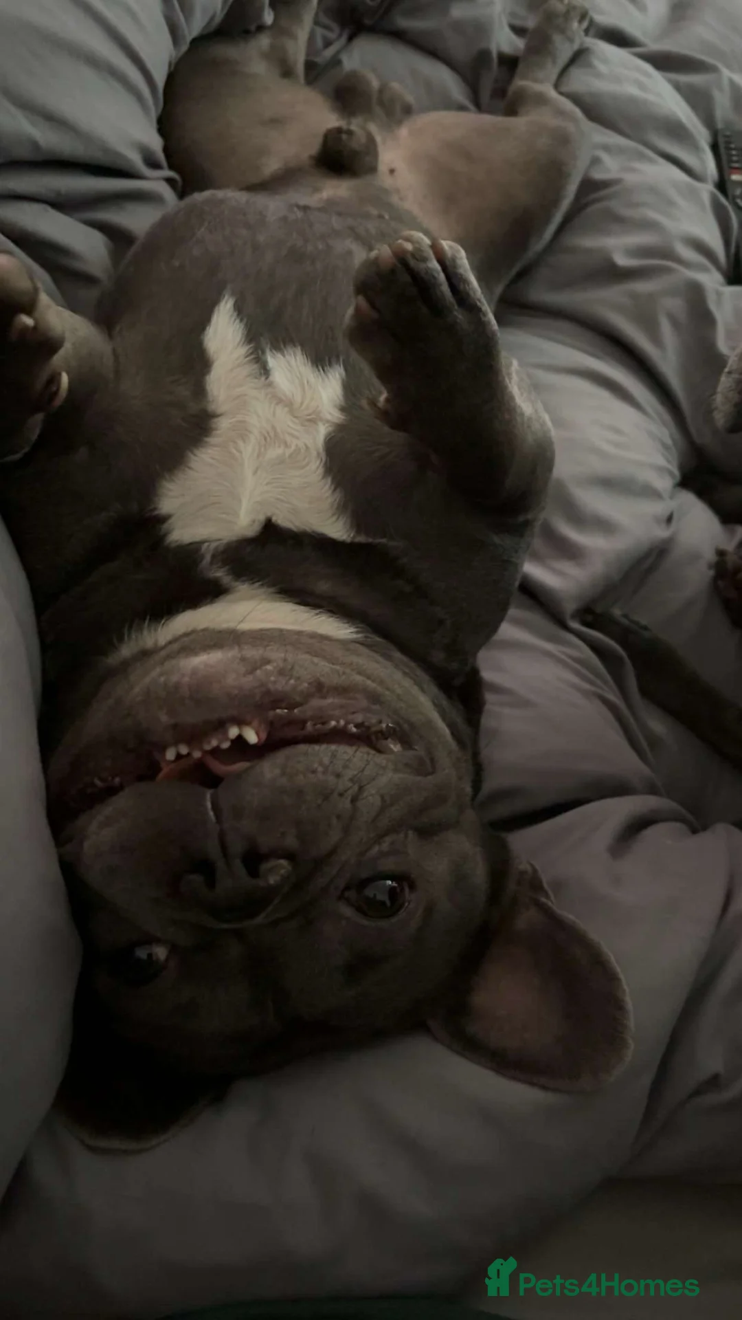 French Bulldog dogs for stud: French bulldog for stud - Advert 3