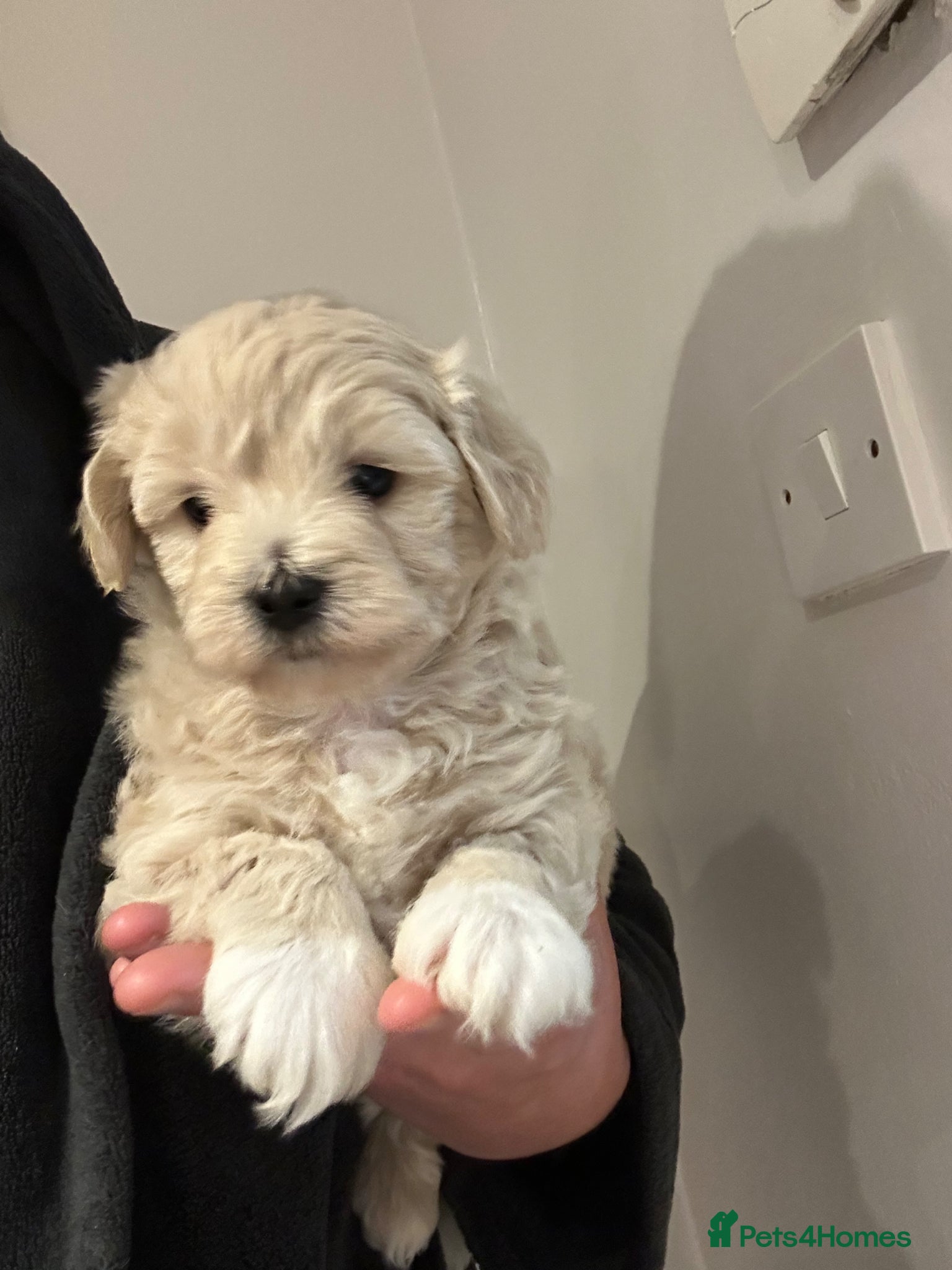 Maltipoo dogs  Maltipoo pups - Advert 2