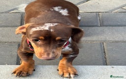 Miniature Dachshund dogs for sale: Miniature dachshund  - Image 1