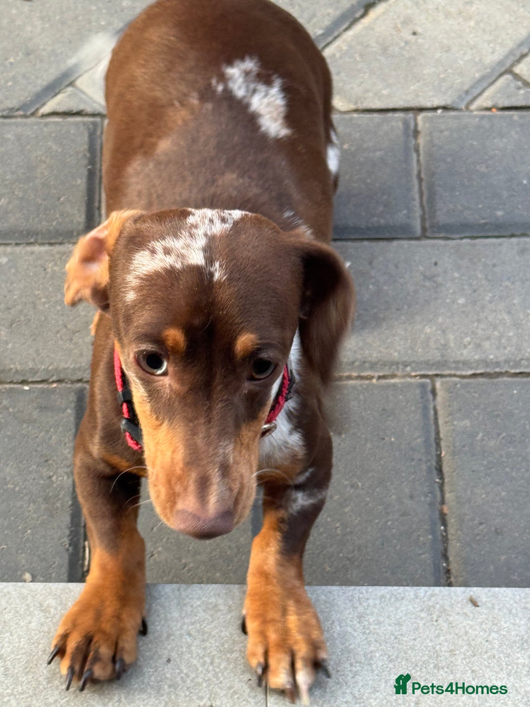 Miniature Dachshund dogs for sale: Miniature dachshund  - Image 1