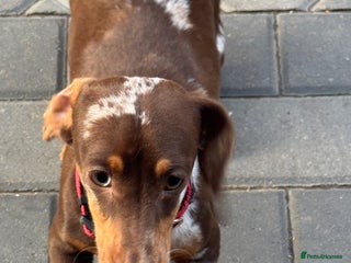 Miniature Dachshund dogs - Advert 5