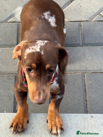 Miniature Dachshund dogs - Advert 1