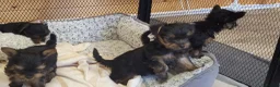 Yorkshire Terrier dogs for sale: Yorkshire Terrier puppies  from Licensed Breeder  - Advert 18