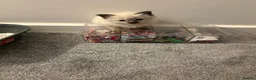Ragdoll cats for sale: Fluffy Ragdoll kittens - Advert 6