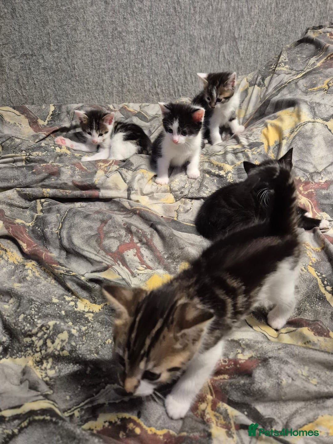 Mixed Breed cats for sale: Friendly kitten - Advert 6