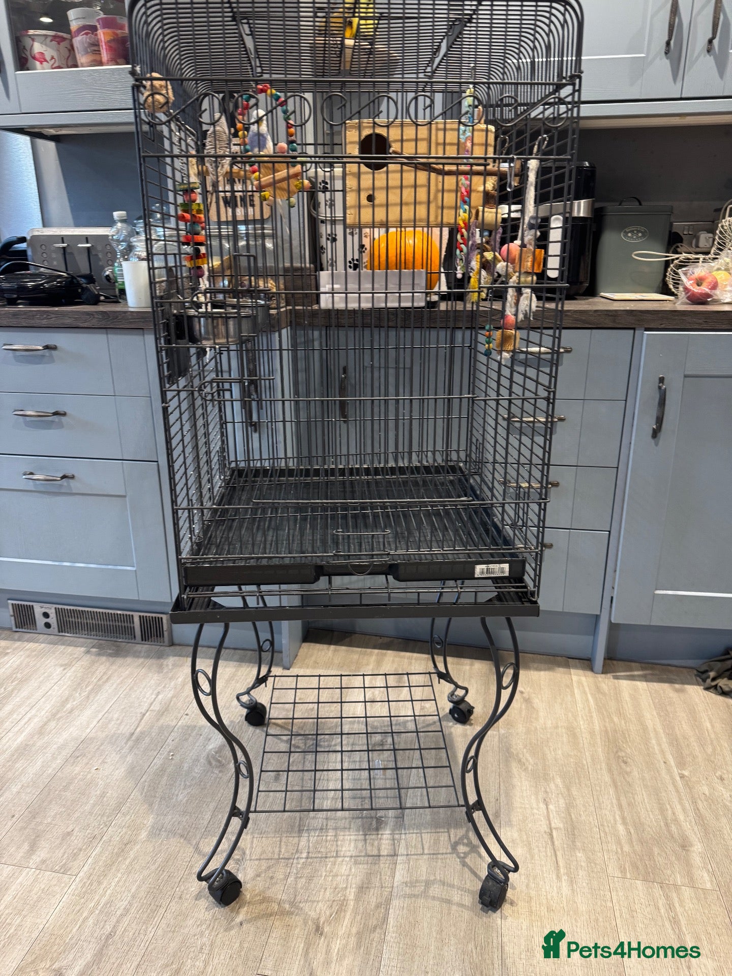 Budgerigars birds for sale: Two young budgies and full set up  - Advert 18