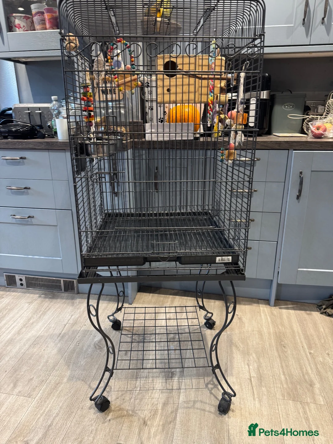 Budgerigars birds for sale: Two young budgies and full set up  in Stroud - Advert 1