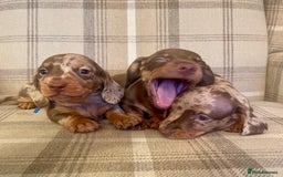 Miniature Dachshund dogs for sale: Stunning small Miniature Daschund’s - Image 5