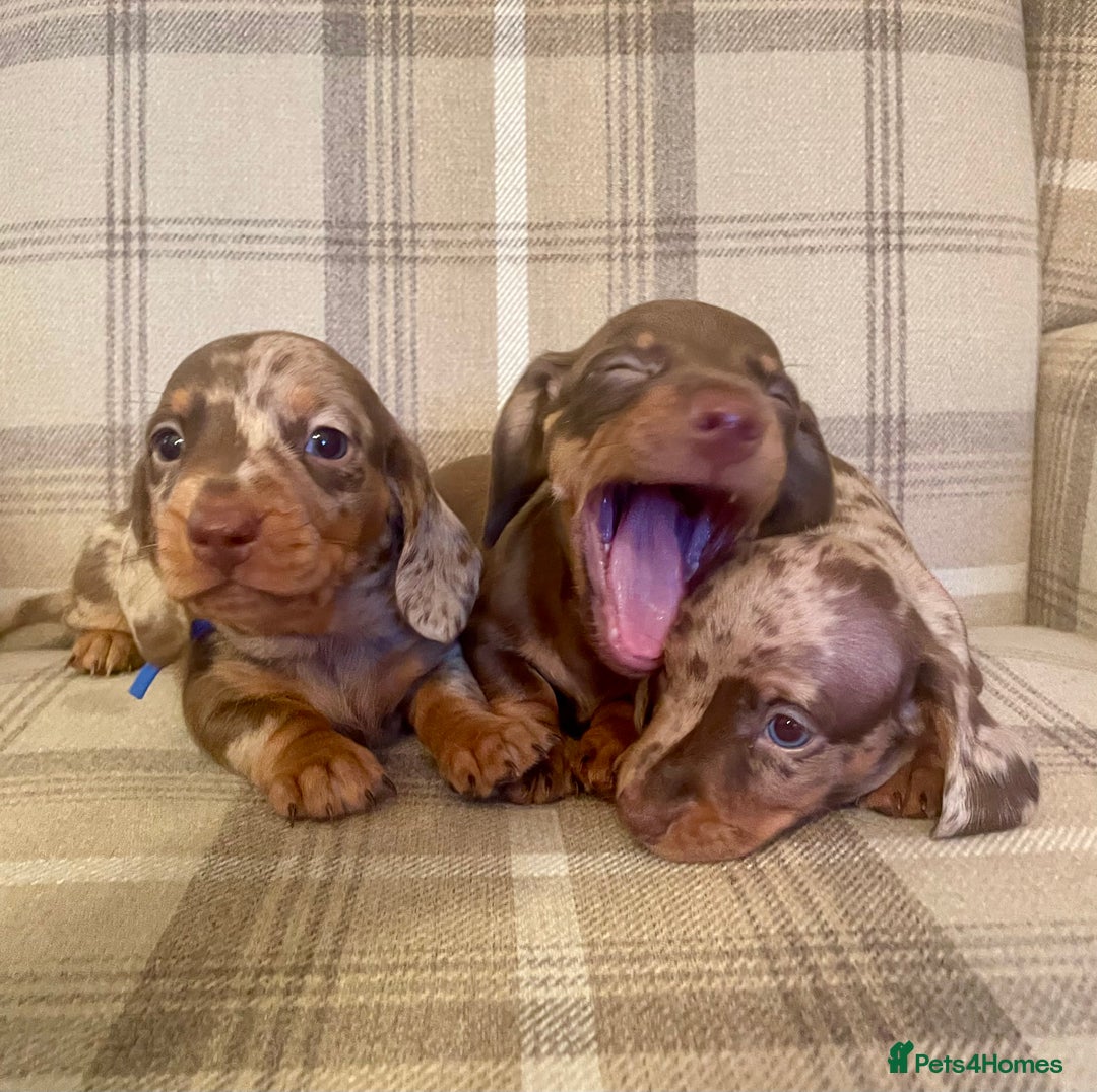 Miniature Dachshund dogs for sale: Stunning small Miniature Daschund’s - Image 5