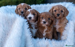Cavapoo dogs for sale: Beautiful Cavapoo Puppies 1st Generation for sale - Image 8
