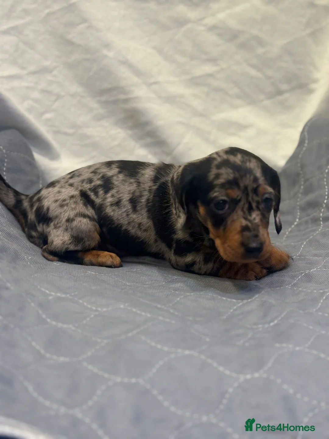 Dachshund dogs for sale: Miniature dashhound  - Advert 13
