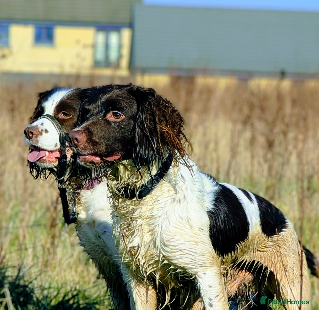 English Springer Spaniel dogs for sale: Gorgeous chunky Springer Spaniels for sale - Advert 3