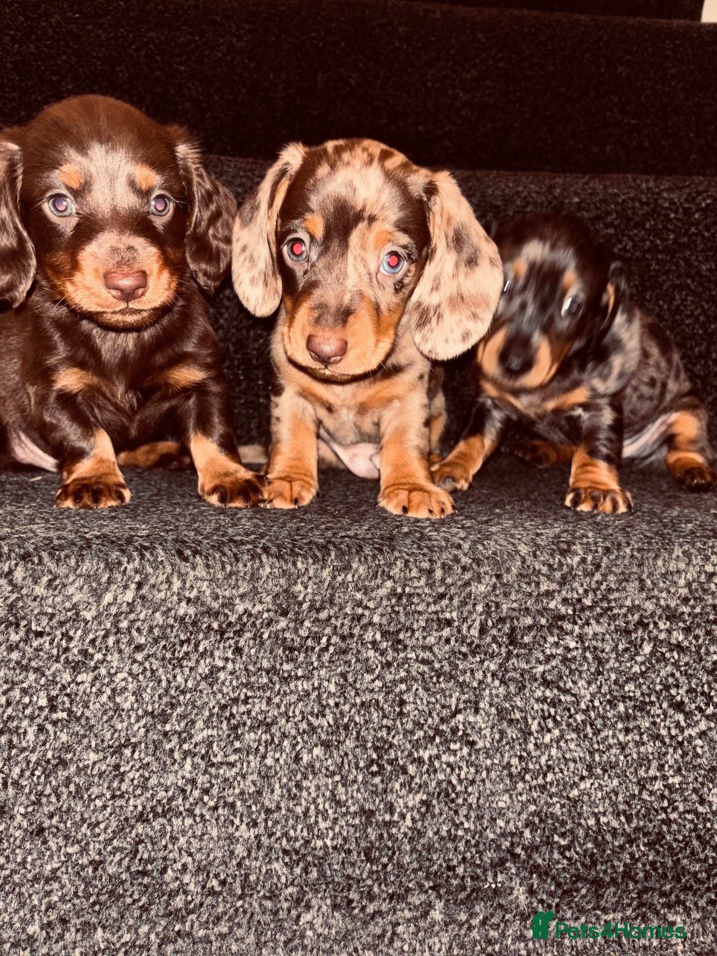 Dachshund dogs MINI dachshund LONG HAIRED 🐶 - Advert 10