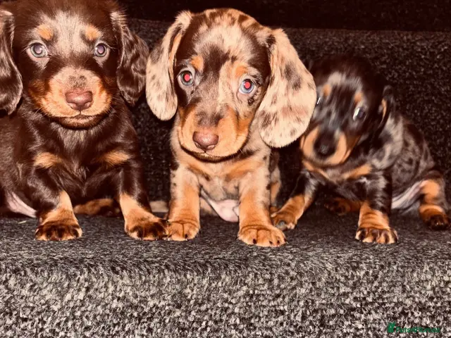 Dachshund dogs MINI dachshund LONG HAIRED 🐶 - Advert 12