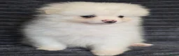 Pomeranian dogs for sale: Beautiful pomeranian  puppies ready to go - Advert 9