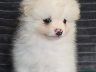 Pomeranian dogs Beautiful pomeranian puppies ready to go - Advert 8