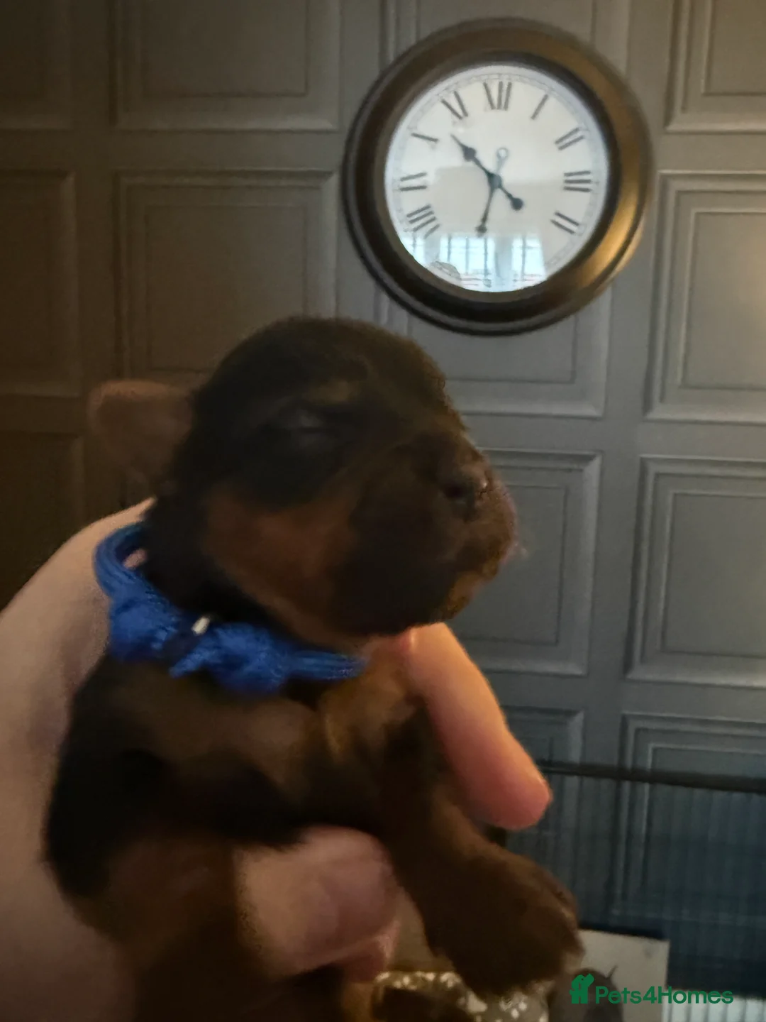 Yorkshire Terrier dogs for sale: Yorkshire terrier puppies 2 boys and 1 girl left  - Advert 11