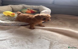 Maltipoo dogs for sale: 💫Tiny Red Boys Available Now💫 - Image 8