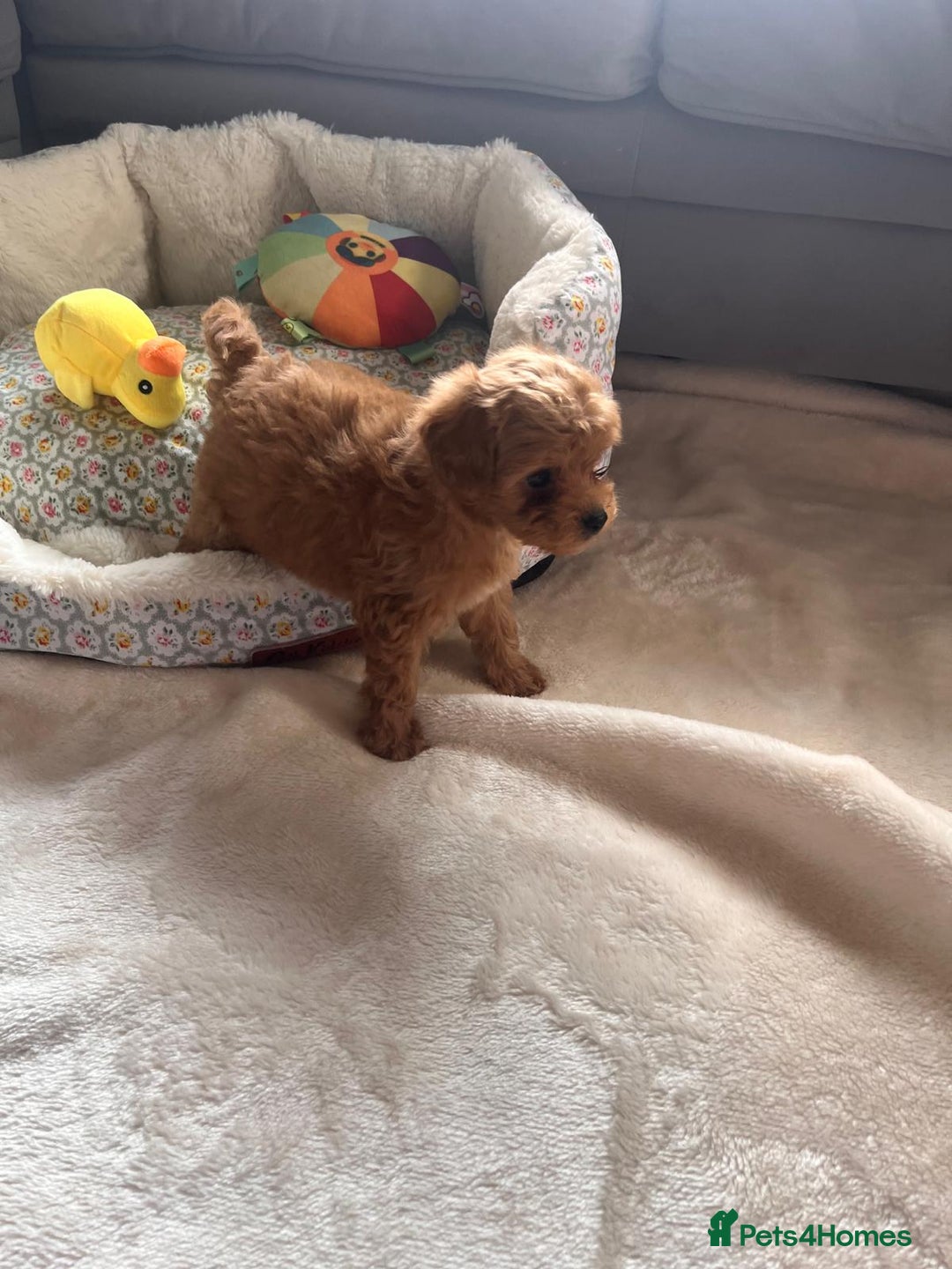 Maltipoo dogs for sale: 💫Tiny Red Boys Available Now💫 - Image 8