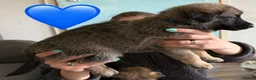 Mixed Breed dogs for sale: Beautiful malanois x german shepherd puppies - Advert 29