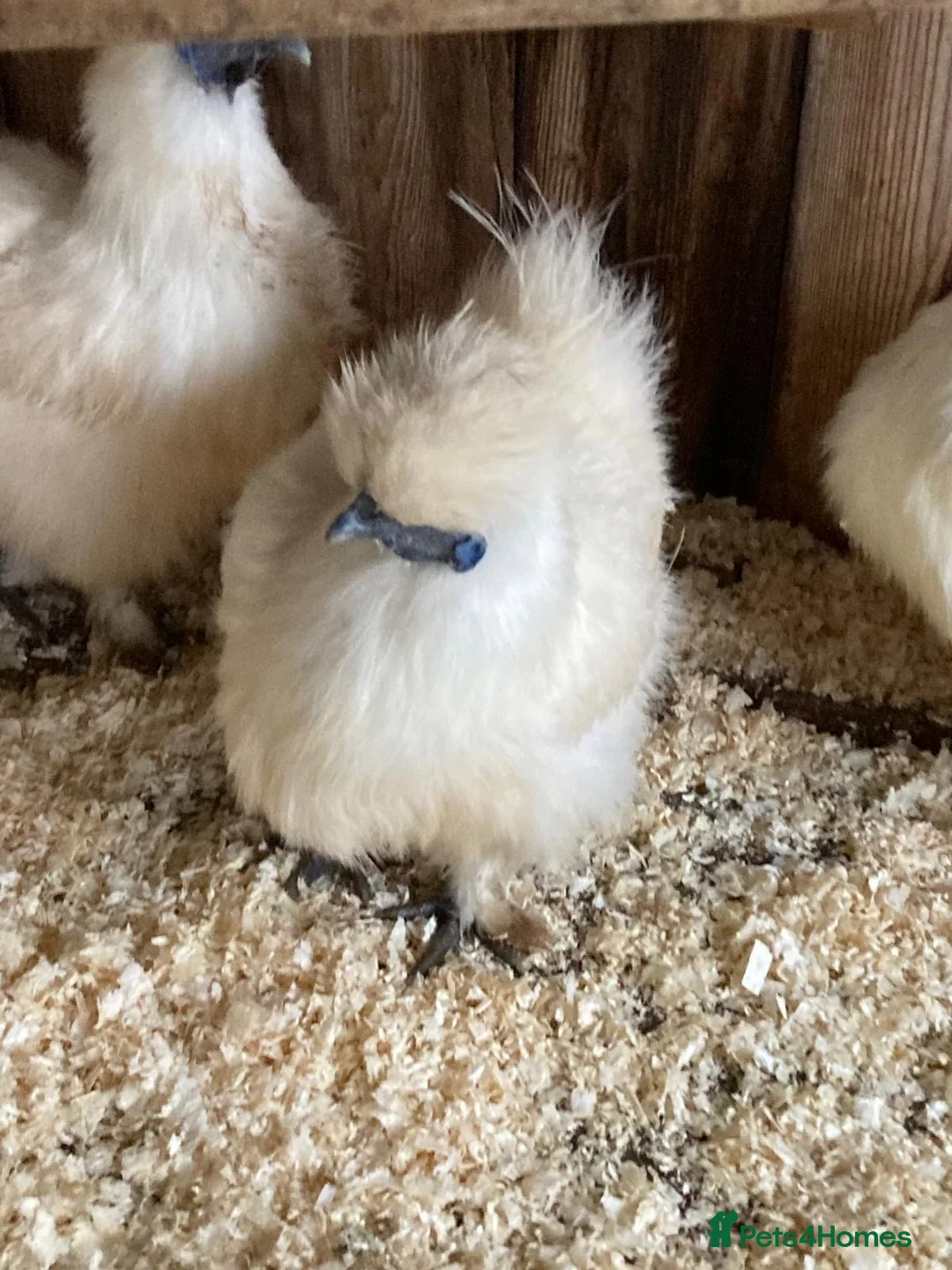 Chickens poultry for sale: White silkies and buff Orpingtons  - Advert 5