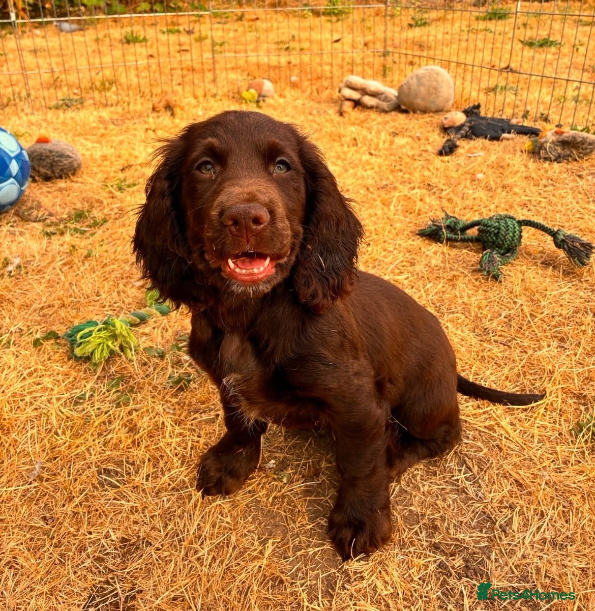 Cocker Spaniel dogs 2 Beautiful girls left! Ready to leave - Advert 2