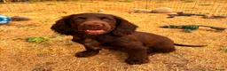 Cocker Spaniel dogs for sale: 2 Beautiful girls left! Ready to leave - Advert 2