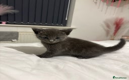 British Shorthair cats for sale: Grey kittens  - Image 2