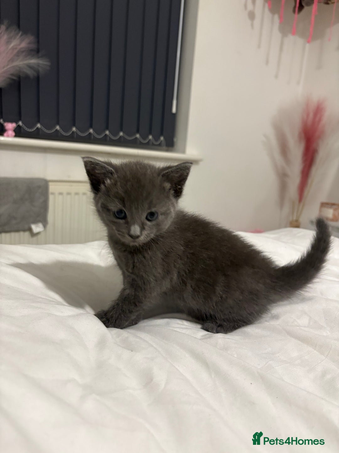 British Shorthair cats for sale: Grey kittens  - Image 2