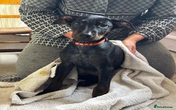 Mixed Breed dogs for sale: Laizhou Hong - Chinese Red Dog puppies - Image 27