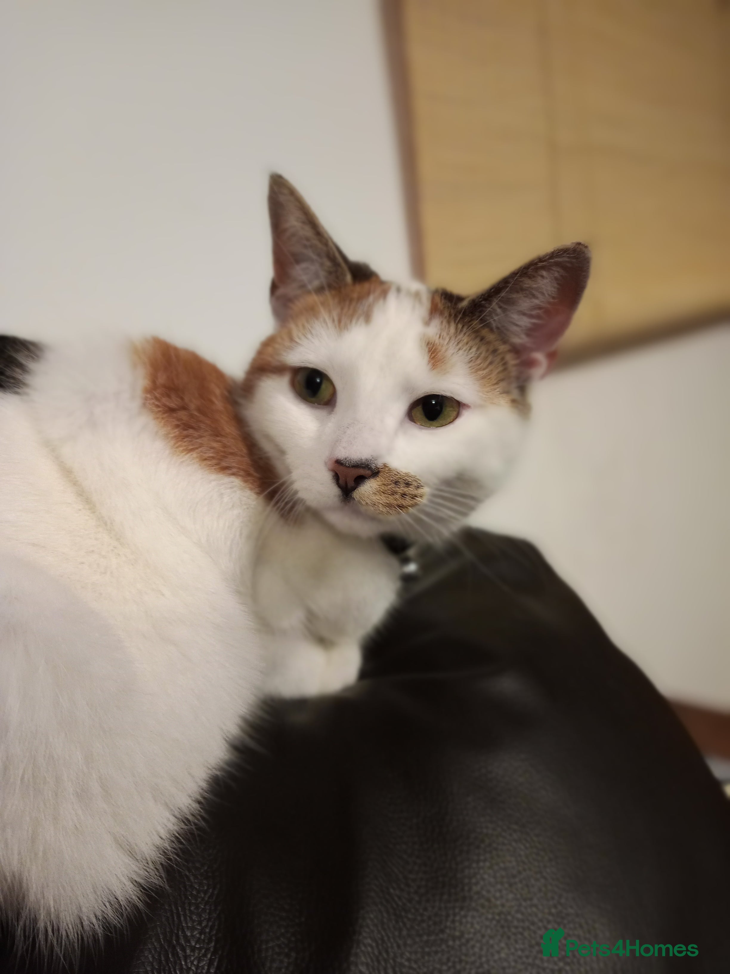 Domestic Shorthair cats Cali - Domestic Short Hair  - Advert 2