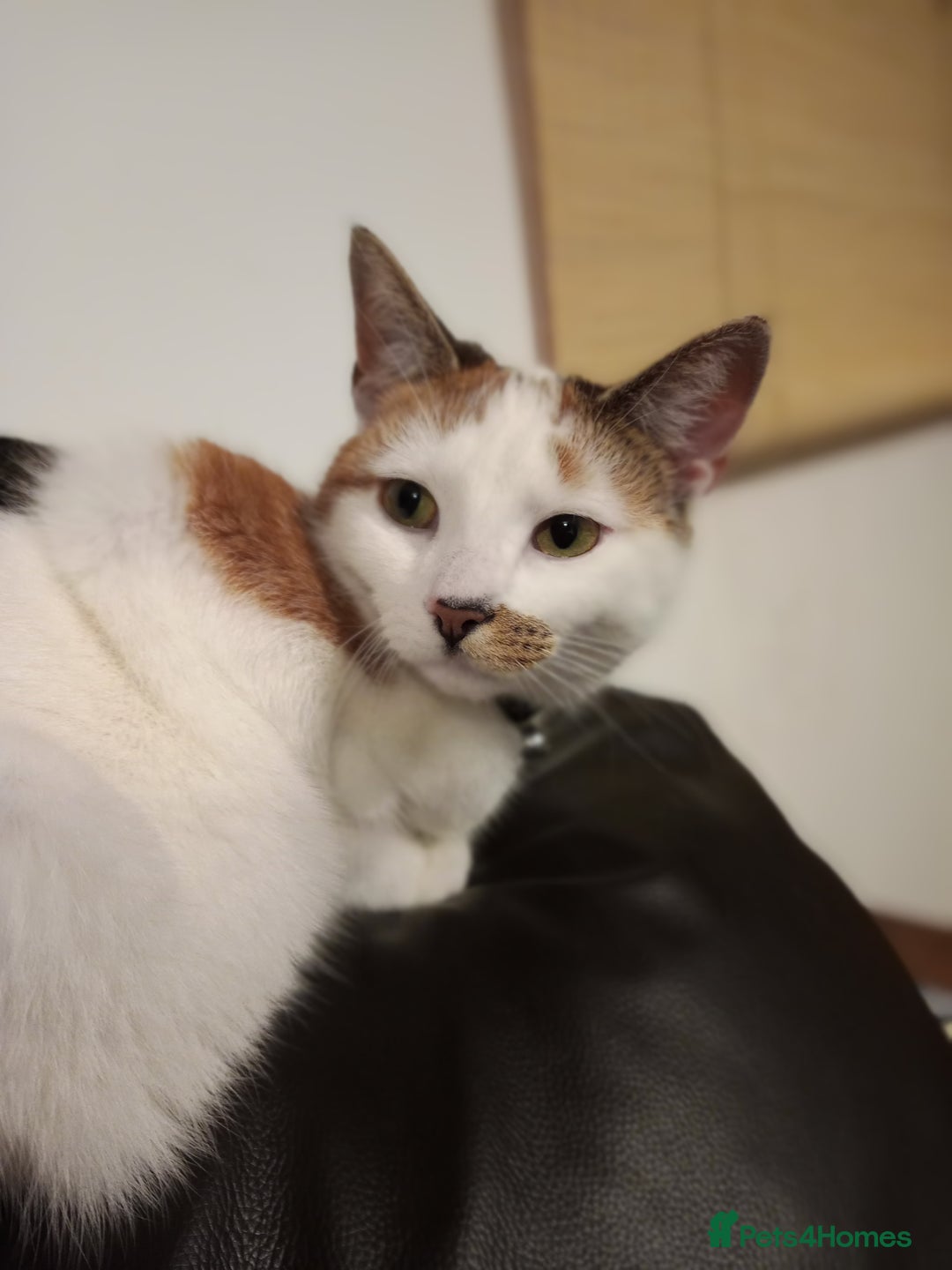 Domestic Shorthair cats for sale: Cali - Domestic Short Hair  - Advert 1