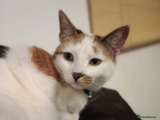 Domestic Shorthair cats Cali - Domestic Short Hair - Advert 2