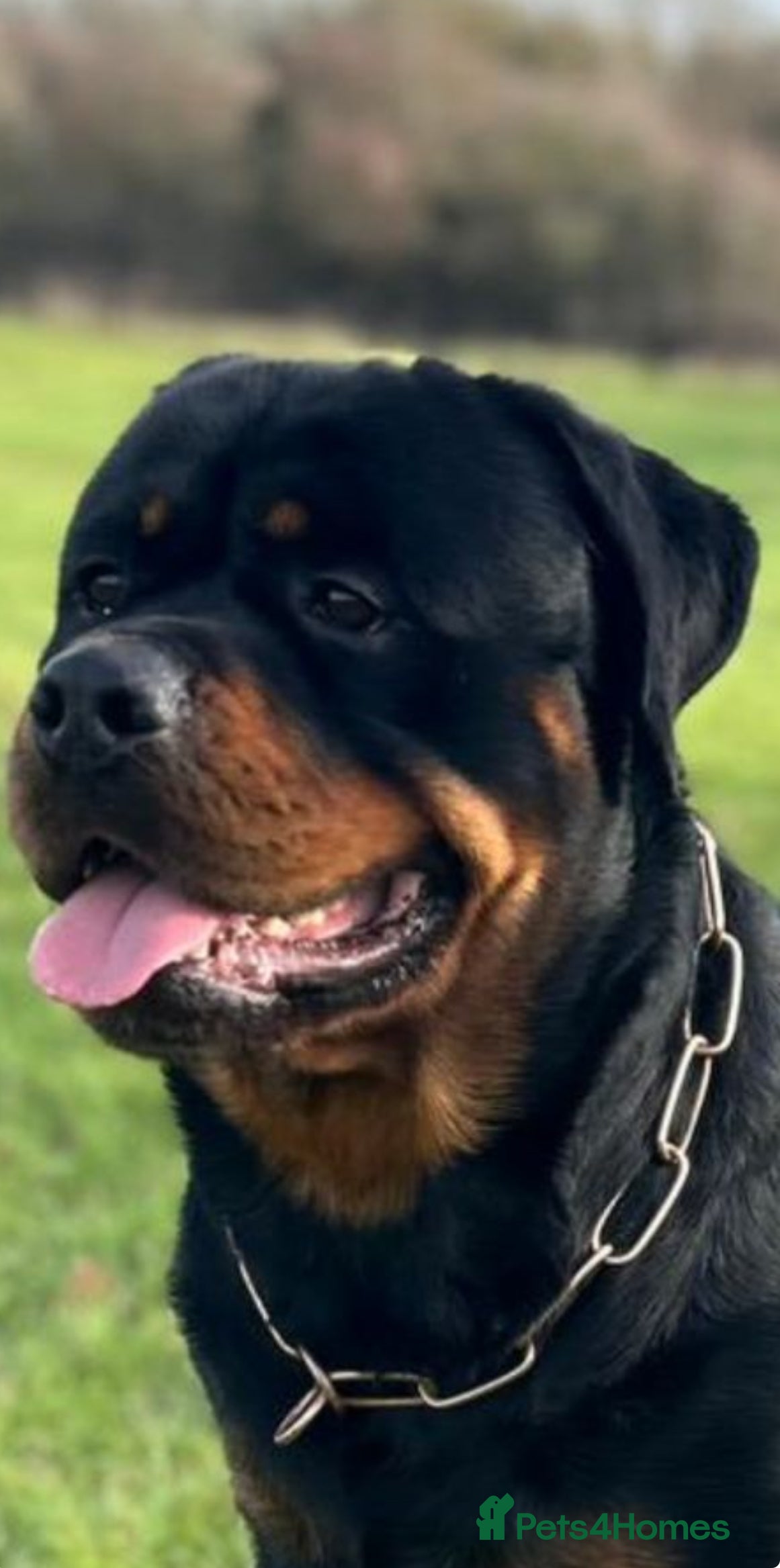 Rottweiler dogs Hector 60kg plus Rottweiler KC Reg  in Stanford-le-Hope - Advert 1