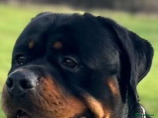 Rottweiler dogs Hector 60kg plus Rottweiler KC Reg in Stanford-le-Hope - Advert 1