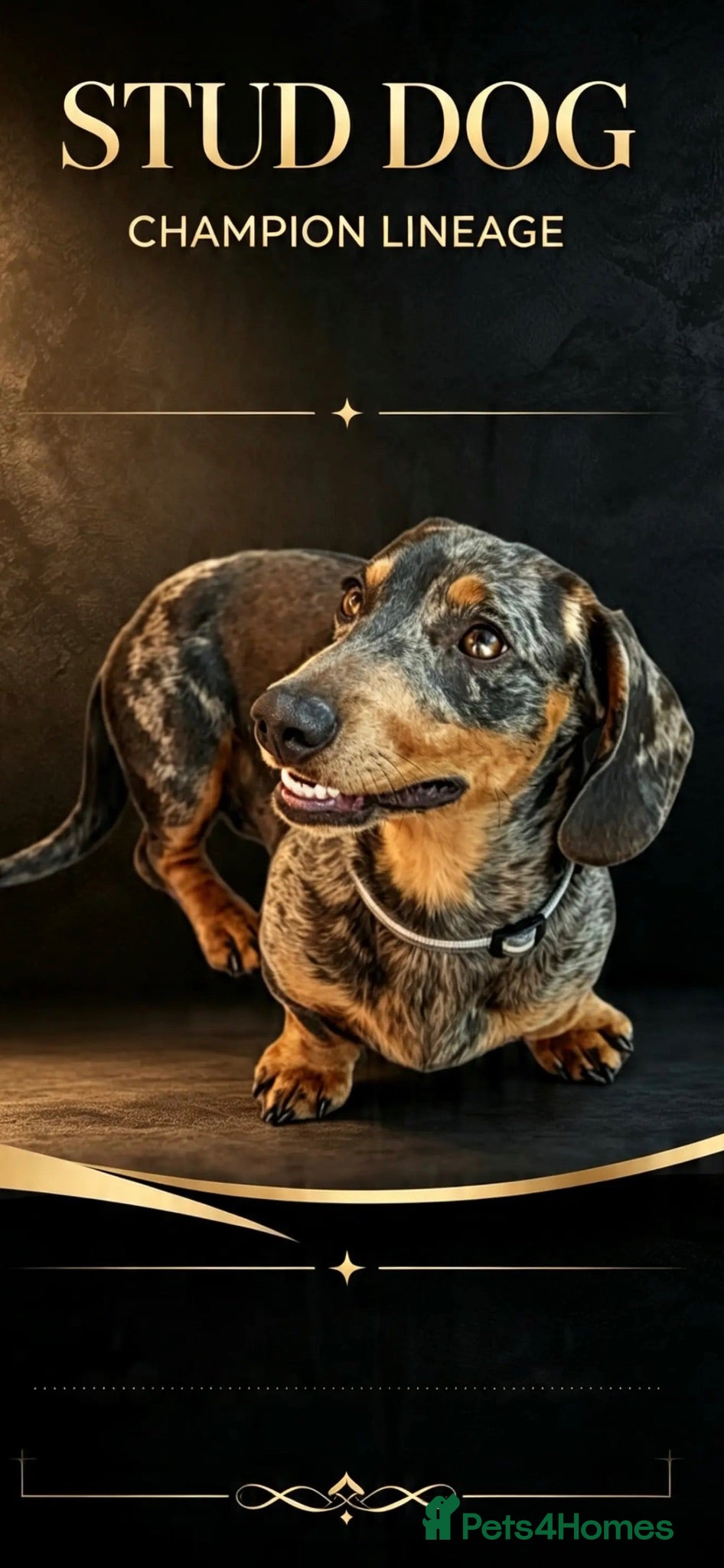 Miniature Dachshund dogs Paddington (RED APPLE SCENT) - Advert 16
