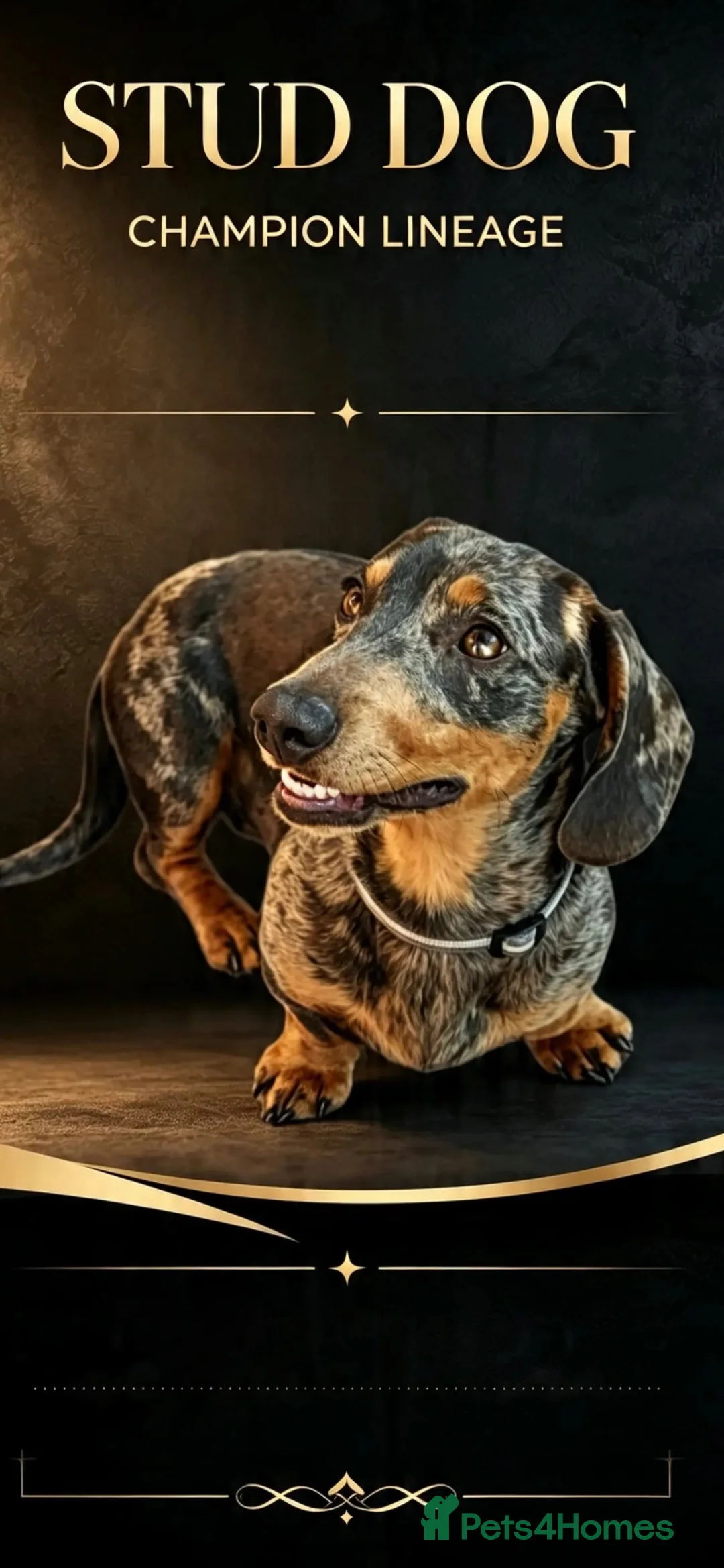 Miniature Dachshund dogs for stud: Paddington (RED APPLE SCENT) in Southampton - Advert 1