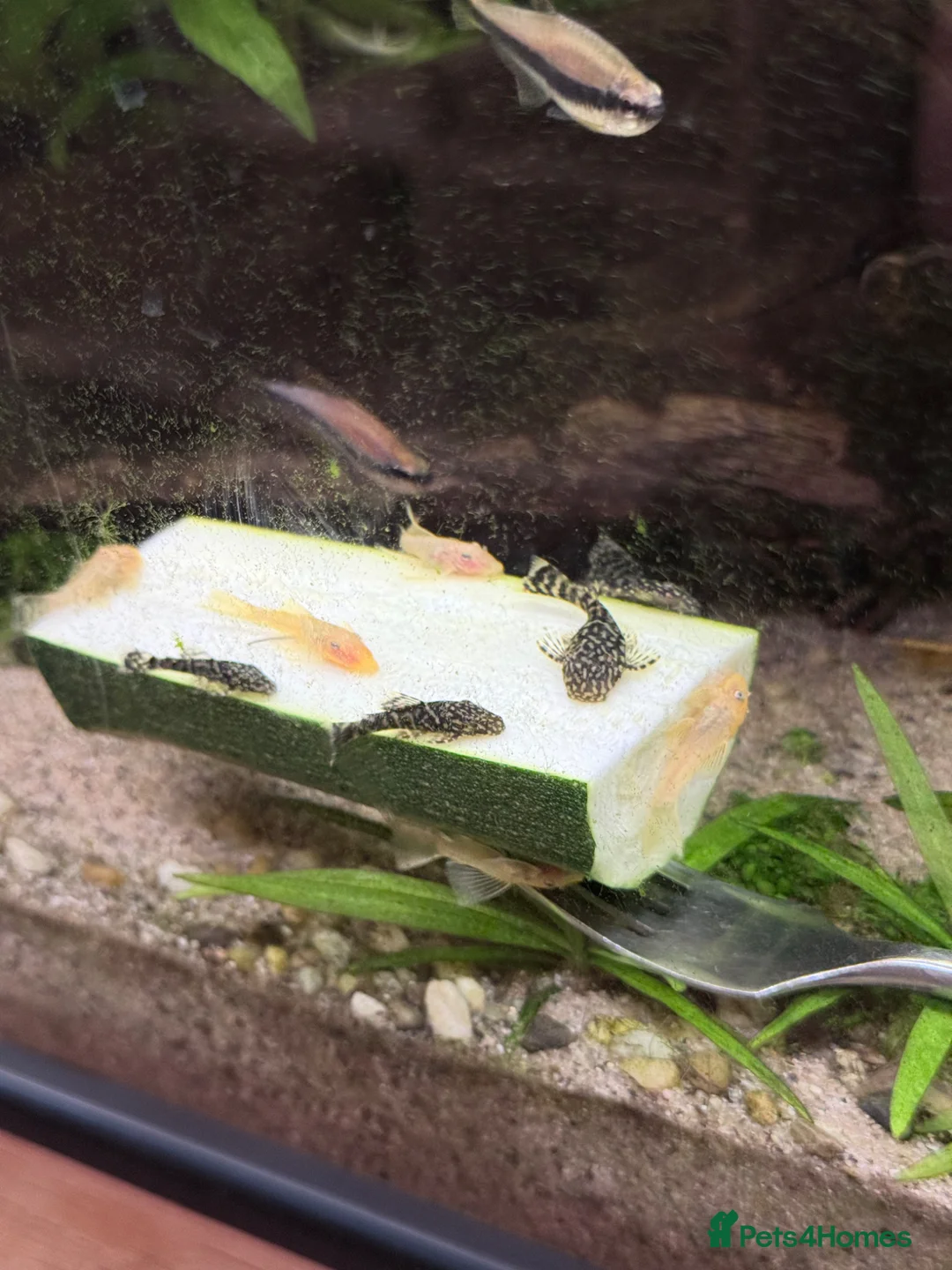 Plecos fish for sale: Common and albino bristlenose plecos - Advert 2