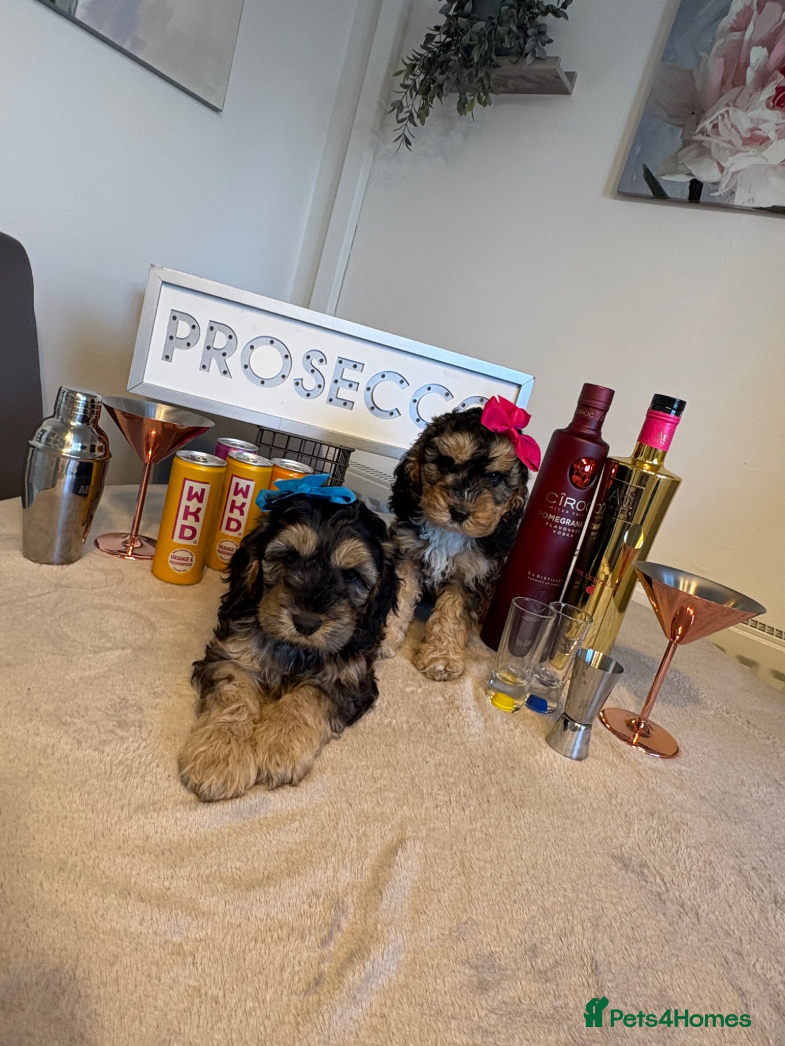 Cockapoo dogs Gorgeous Cockerpoos  - Advert 8