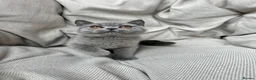 British Shorthair cats for sale: British Shorthair Chunky Kittens - Advert 15